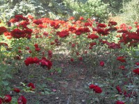 /album/galerie-foto/sdc10509-jpg/